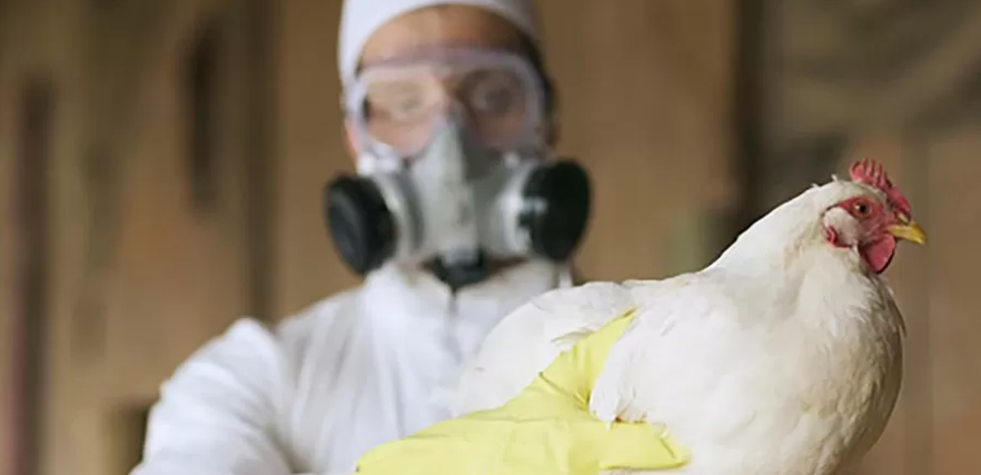 Bird flu: 11-year-old girl died and her father caught the disease