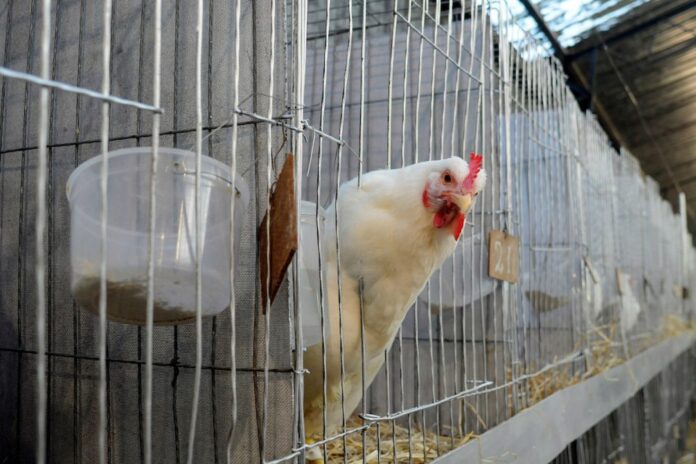 WHO warns of new pandemic after surge in bird flu cases