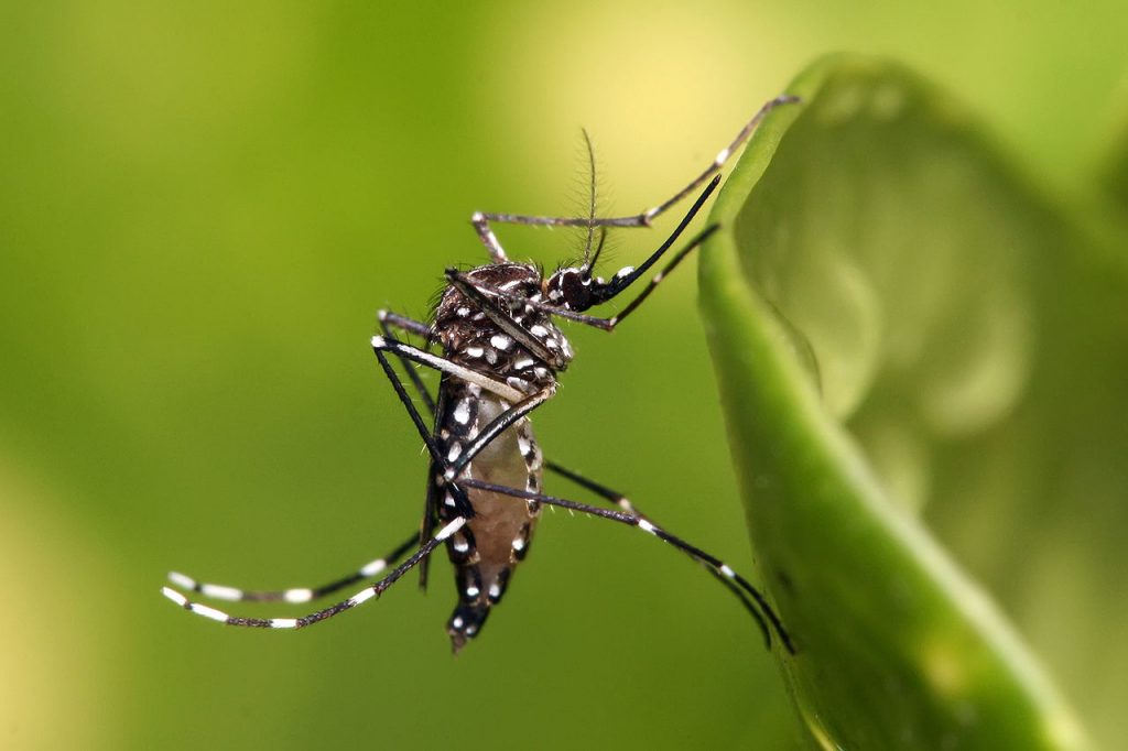 What steps to take at home to avoid the dengue mosquito present in 7 regions